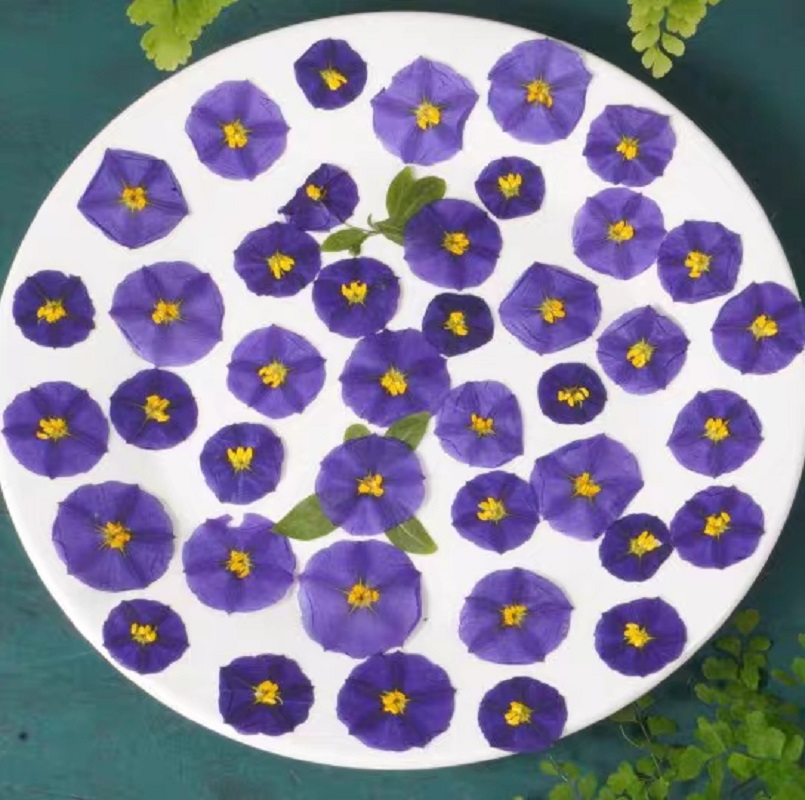 Lycianthes séchées pressées, 1 - Dried Flower Bookmark avis et prix